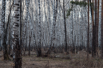 Birch trees in autumn forest