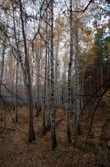 Trees in shady autumn forest