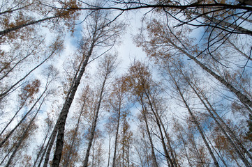 Fototapeta premium Tree tops and the sky in autumn forest