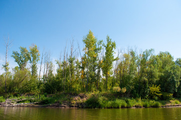 Obraz premium Variety of trees on river bank