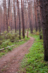 Trail in shady forest with green grass