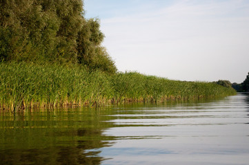 View from calm river, tall grass and trees