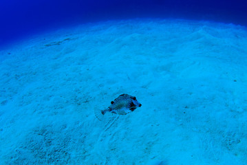 A lonely trunkfish cruises through the water in the Cayman Islands.
