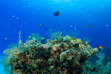 Naklejka na ściany i meble An unerwater scene showing a small section of coral reef that fish like to live in. The shot was taken in Grand Cayman in the Caribbean and shows a healthy tropical marine habitat