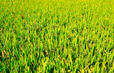 Ripe rice, in the paddy fields