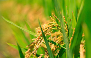 Ripe rice, in the paddy fields