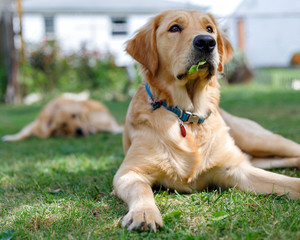 Dog on alert