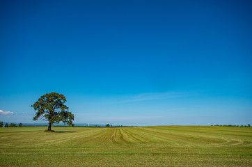 lone tree in a field with bright blue sky