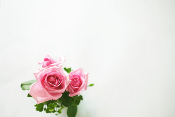 Fresh pink roses on white background