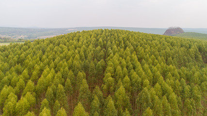 Plantation of eucalyptus trees, view from above. Eucalyptus forest. © Nexa