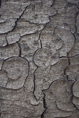 Cracks on the bark of a chestnut trunk in autumn in daylight.