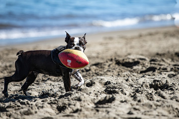 dog on beach with ball