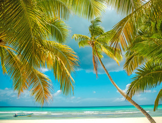 Fototapeta na wymiar palm trees over tropical lagoon with wild beach