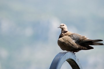 pigeon in monaco