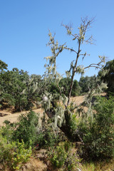 Fototapeta premium A moss covered tree in the woodland wilderness of the coastal California foothills