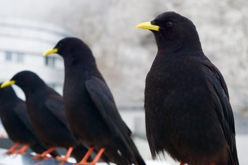 birds in a row