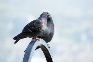 pigeon talk