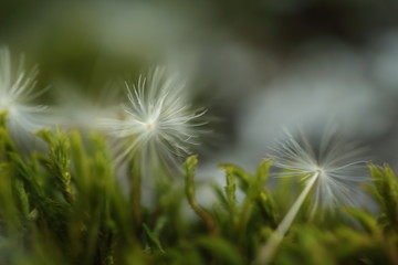 Obraz premium love christmas friends partner smile cars coster