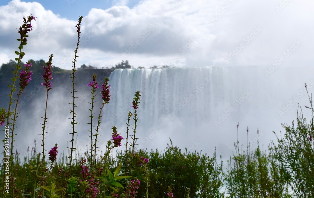 Wall mural niagara flowers II