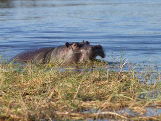 Hippo in Chobe River Botswana