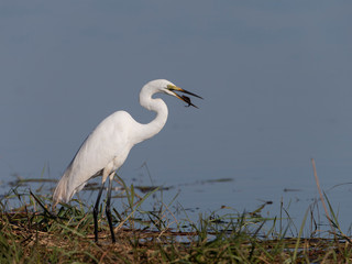 Great Egret with tiny fish