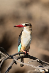 African Grey-headed Kingfisher on the Chobe River