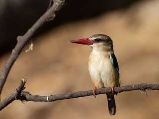 African Grey-headed Kingfisher on the Chobe River