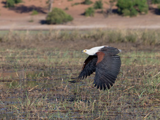 Fish Eagle on Chobe River
