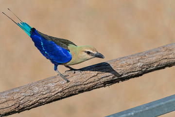 Oiseau bleu