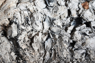 bark of a tree