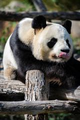 Panda 1 - 291216166