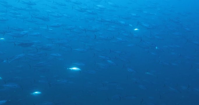 Massive school of skipjack Bonito. Mexico.