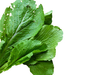 fresh mint leaves on white background