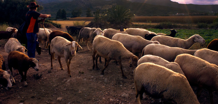 Pastor de ovejas