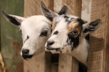 Goats at The Great Frederick Fair