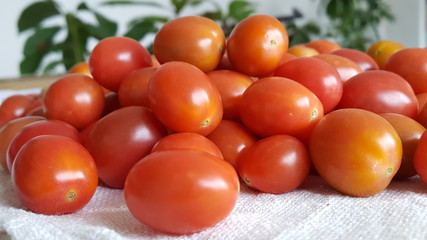 Tomate cereja vermelho para preparação de pratos saborosos.