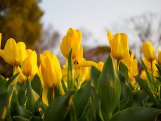 Rows of yellow Fosteriana tulips, Suita, Osaka, Japa