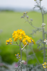 Mother Farm China City Japan. Dusty Miller In Full Bloom.