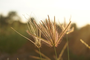 grass on a background