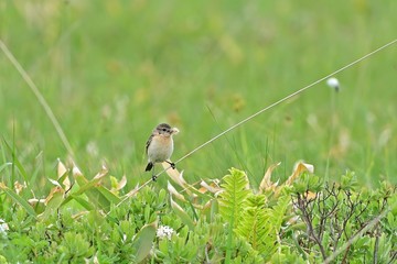 新緑に包まれた湿原で子育てに大忙しのノビタキメス＠メグマ沼、北海道