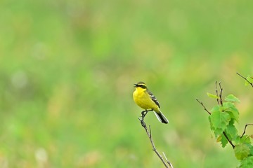 新緑に包まれた湿原でくつろぐツメナガセキレイ＠メグマ沼、北海道