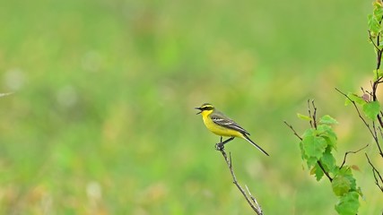 新緑に包まれた湿原でくつろぐツメナガセキレイ＠メグマ沼、北海道
