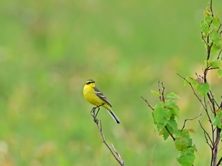 新緑に包まれた湿原でくつろぐツメナガセキレイ＠メグマ沼、北海道
