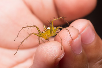 jumping spider in nature