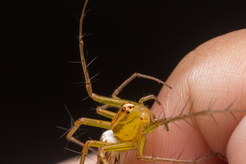 jumping spider in nature