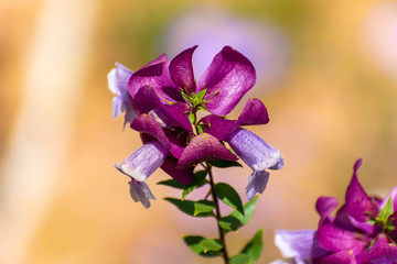 Pink wild flowers