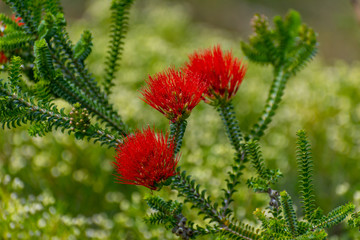 Red wild flowers