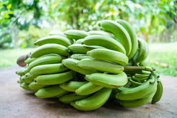 1 bunch of green bananas © Sunanta