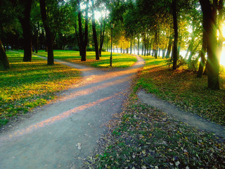 Bifurcation of a footpath in the park, evening landscape