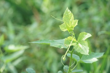 fresh green Passiflora foetida leaf in nature garden